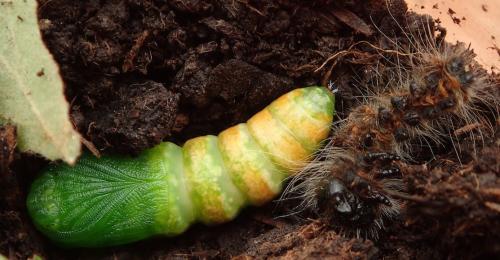Phalera bucephala